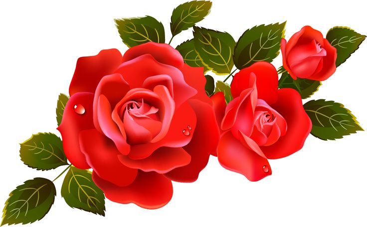 Roses on clip art red roses .
