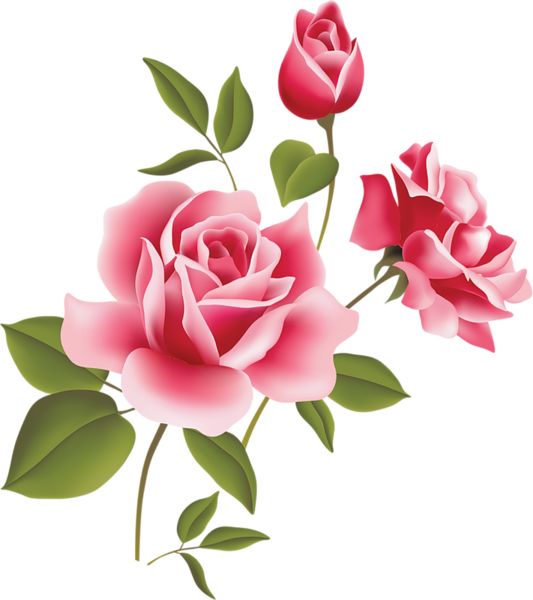 Roses pink rose art picture c - Roses Clipart