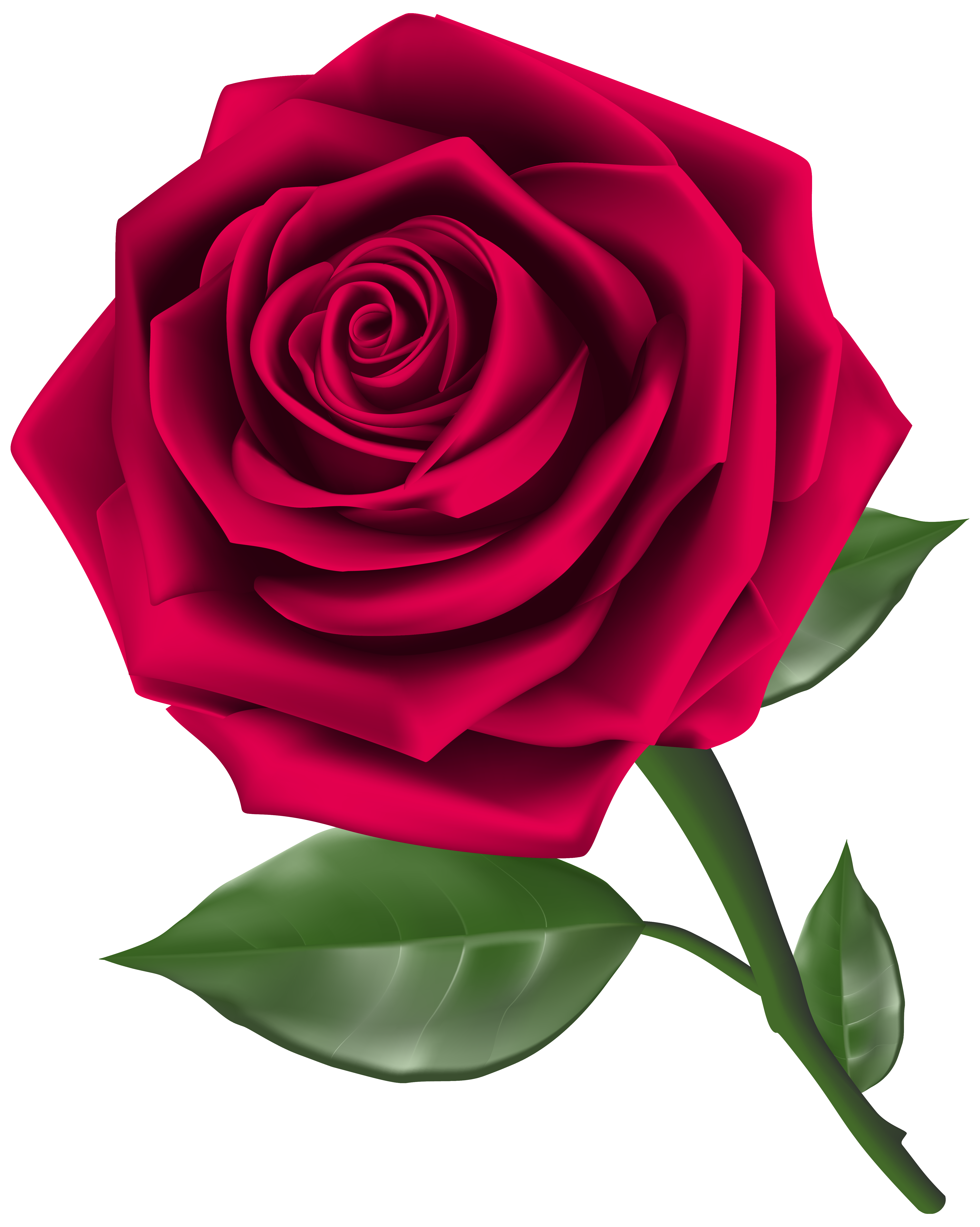 Roses steam rose clipart image
