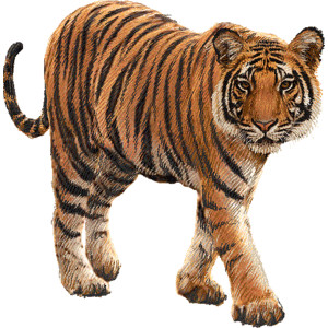 Cute Tiger Clipart Black And 