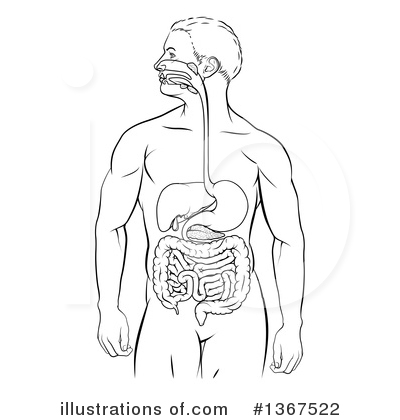 Clip Art of the Digestive Sys