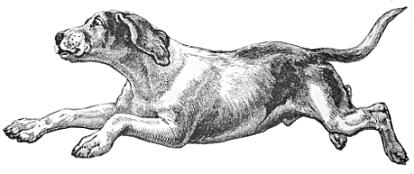 running hound dog