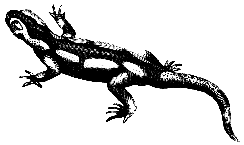 Salamander Clip Art