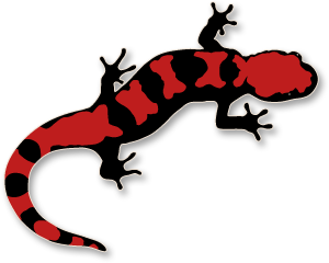 salamander clip art #63 - Salamander Clipart