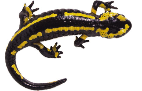 Salamander Stock Illustration
