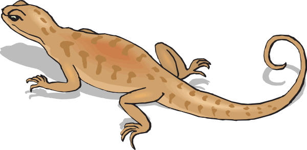 Salamander Stock Illustration