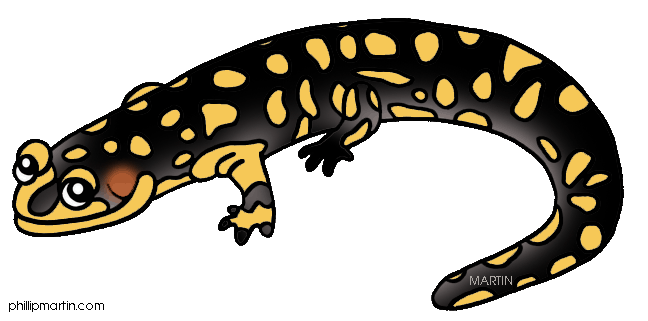 Tiger Salamander Clipart #1