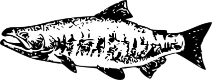 Salmon clip art