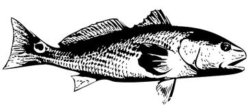 bull redfish clip art - Bing 