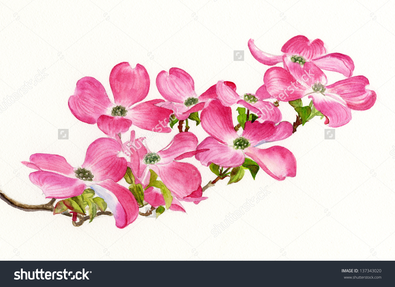 Save to a lightbox - Dogwood Clipart