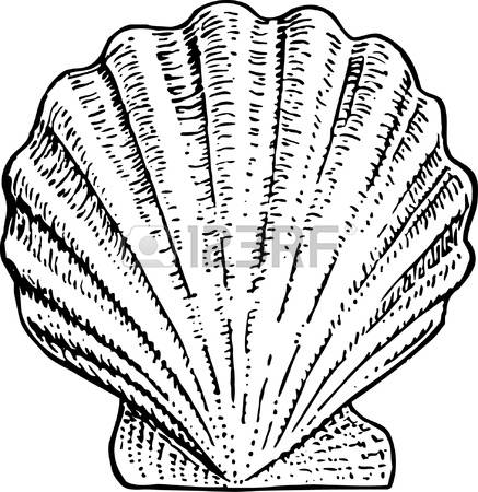 scallop shell: Seashell Illus - Scallop Shell Clip Art