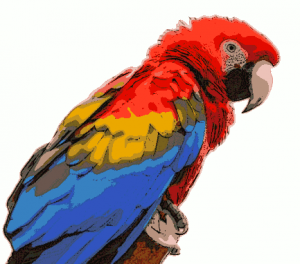 macaw: Macaw bird cartoon wav