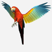 Red Blue Yellow Macaw Parrot 