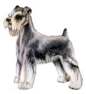 Image result for schnauzer si