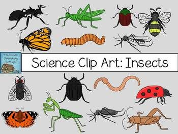 Science Clip Art: Insects {Personal u0026amp; Commercial ...