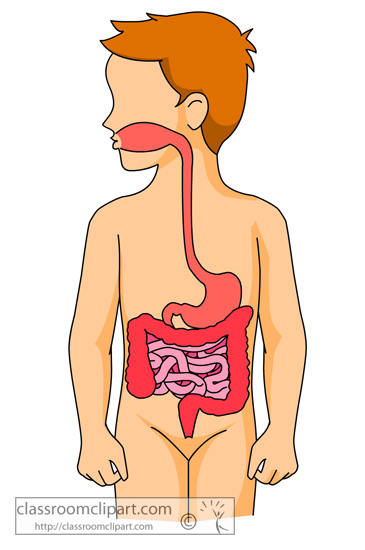 ... Human digestive system in