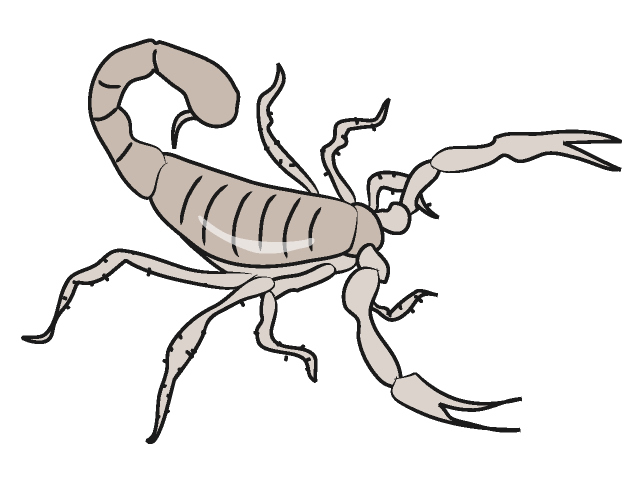 Scorpion clip art animal free download