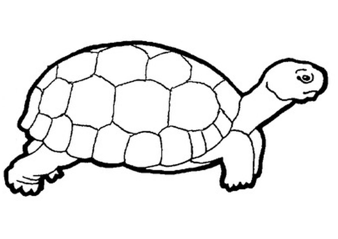 sea turtle clipart black and white