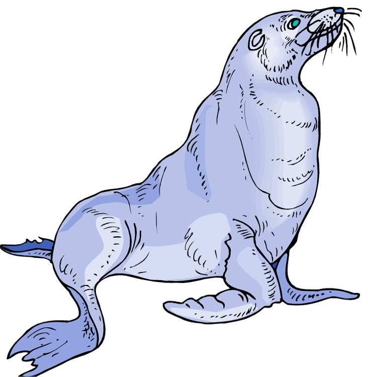 Sea Lions - Sea Lion Clip Art