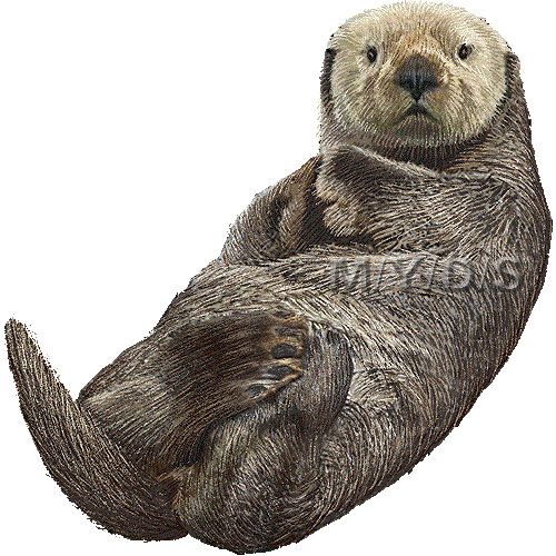 Sea Otter clipart graphics / Free Medium - Large sized mammals clipart, postcards, icons, backgrounds