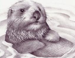Sea Otter - Sea Otter Clip Art