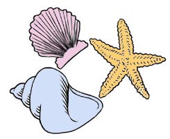 Seashell clipart black and wh