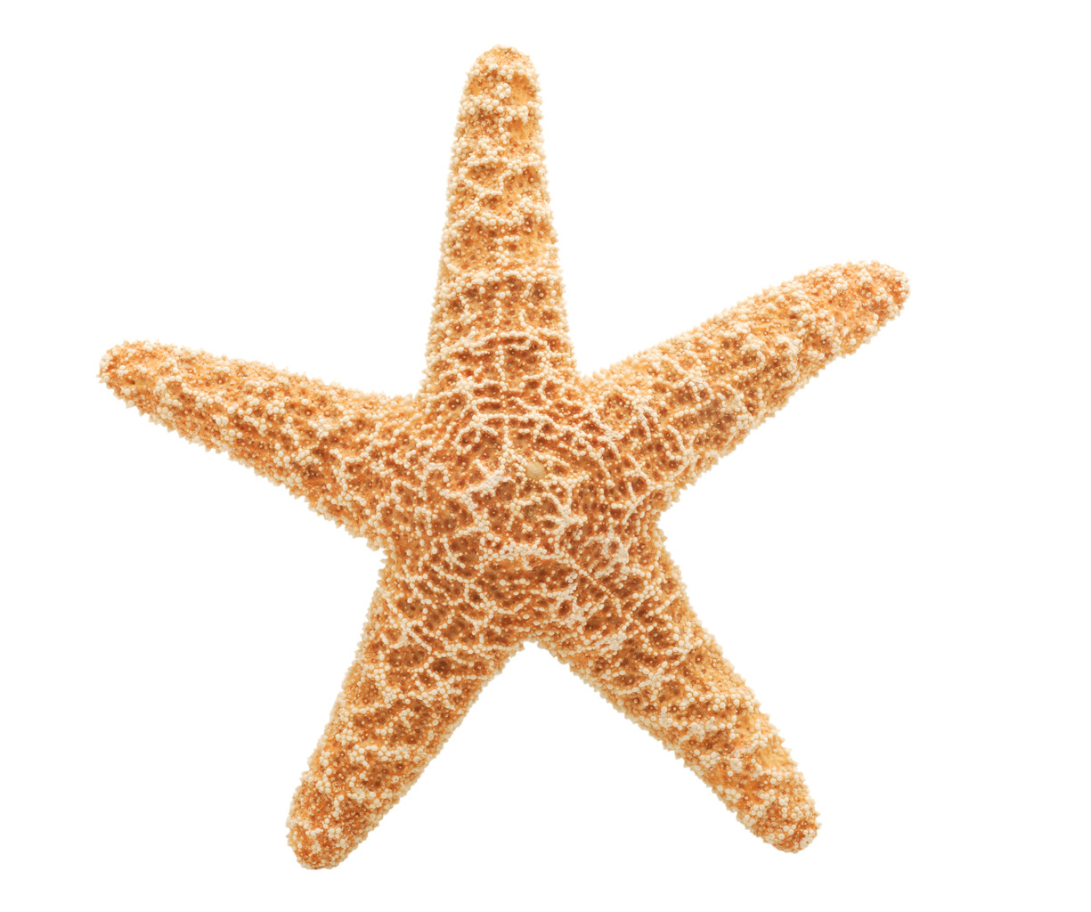 Sea Starfish Clipart