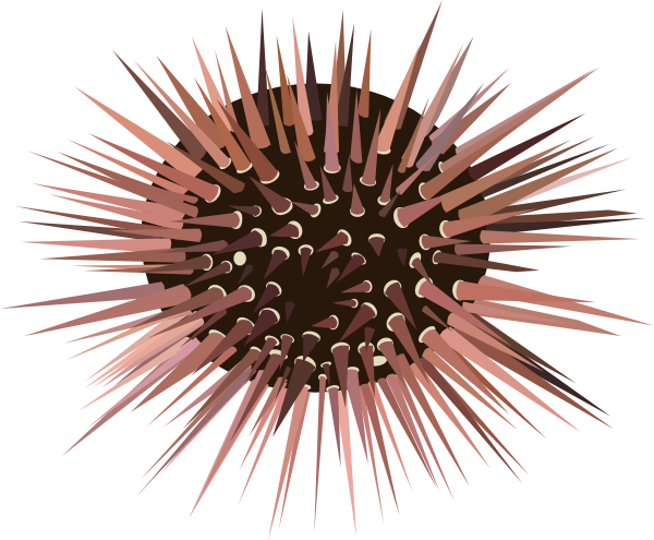 Sea Urchin Silhouette Clip Ar
