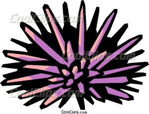 sea urchin - Sea Urchin Clipart