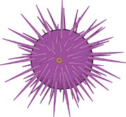 Hard Spined Sea Urchin Clipar