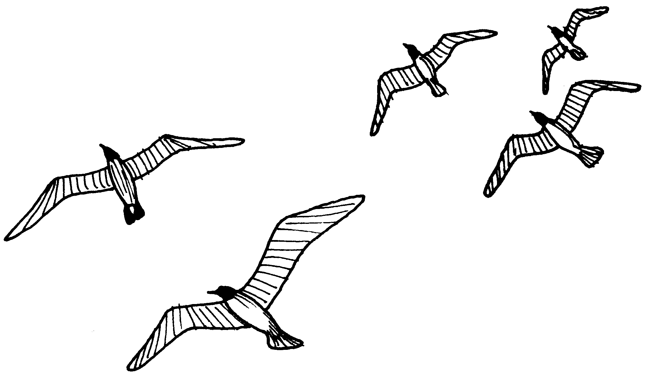 Seagull clipart free images image