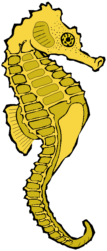 Seahorse sea horse clip art t
