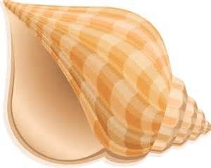 Seashell greeen sea shell clip .