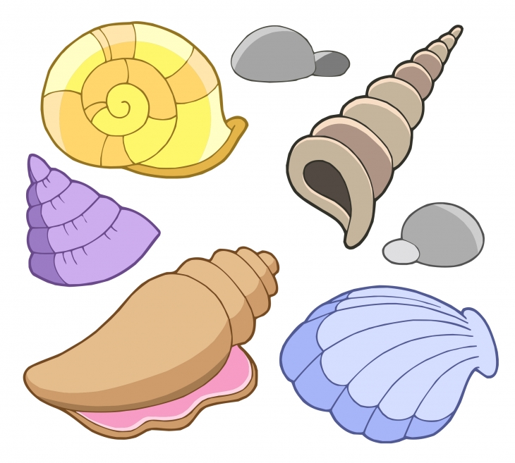Seashell sea shell free .