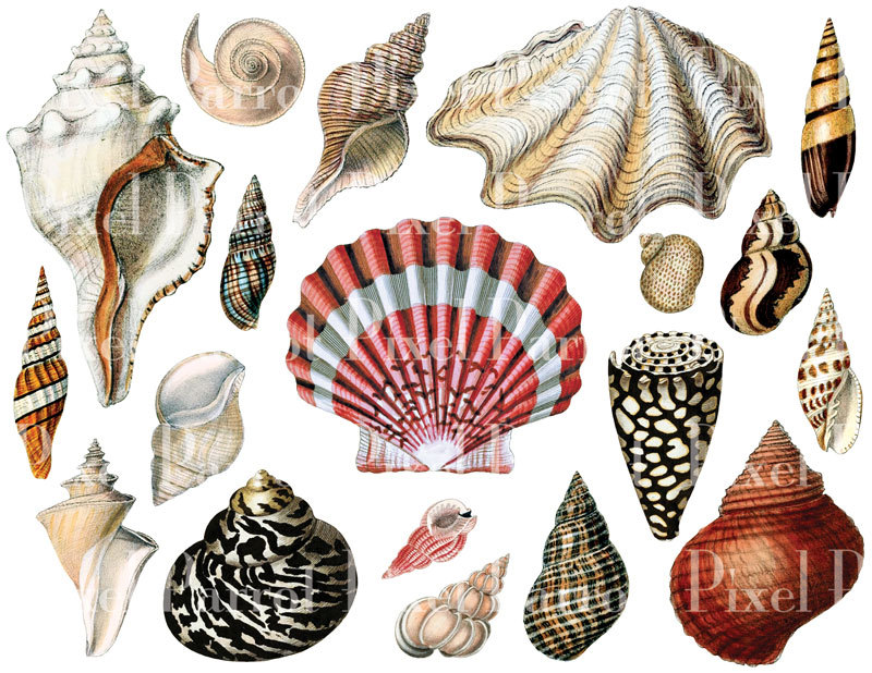 Colorful Seashell Clipart .