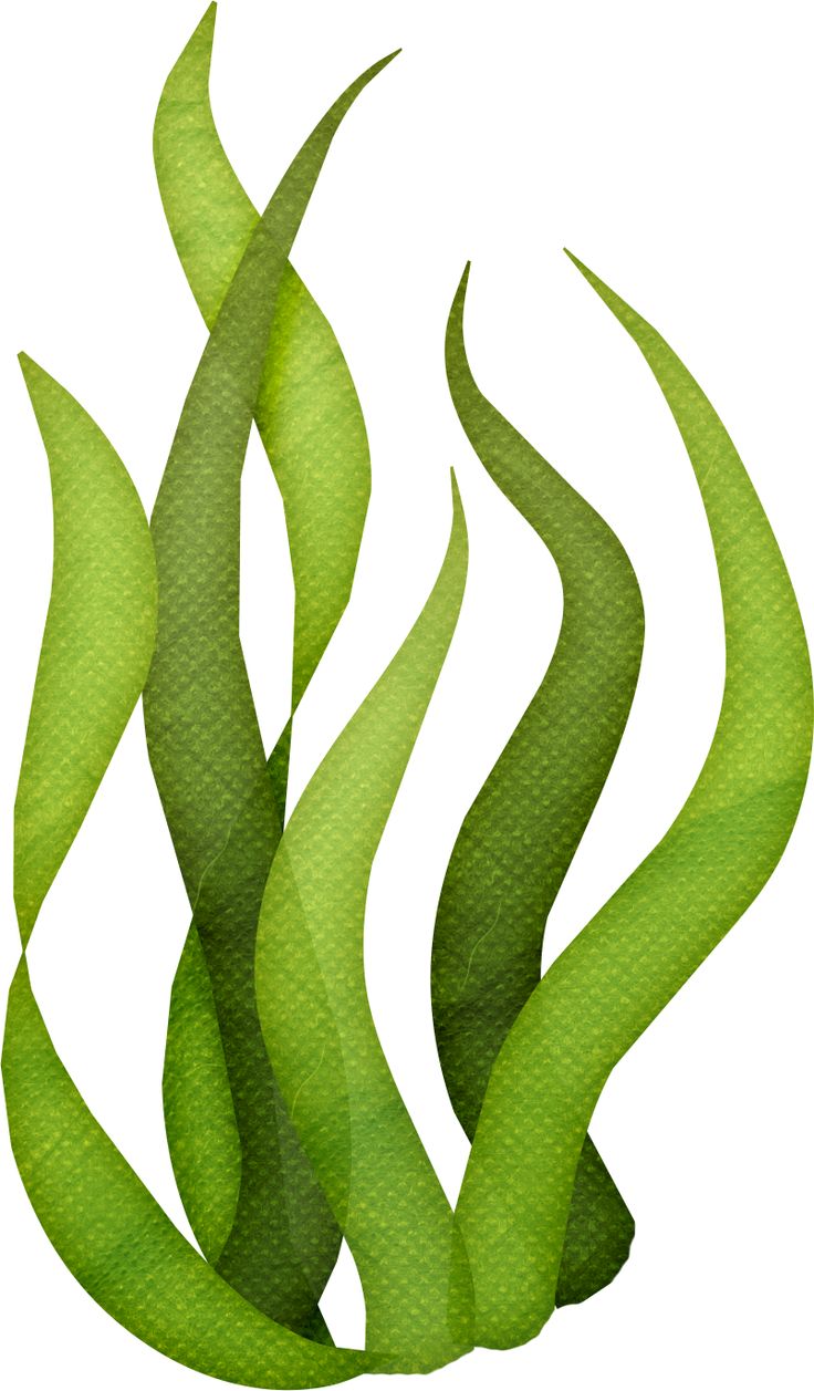 Seaweed Plant - Quarter Clipa