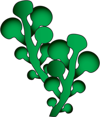 Seaweed Vector Clipart Best - Seaweed Clip Art