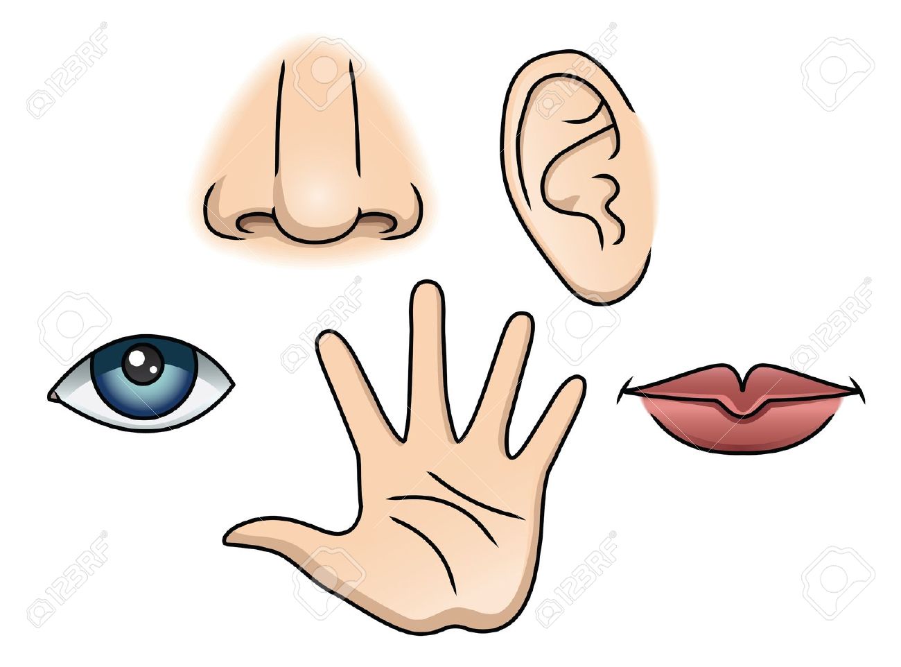 senses: An Illustration . senses: An Illustration . Five Senses Clipart Best