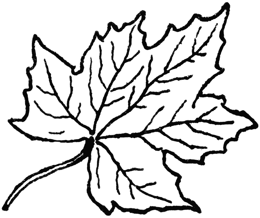 maple leaf clipart black and 