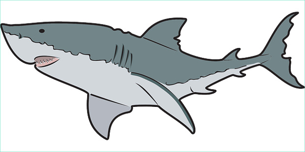 Shark clipart cliparts design .