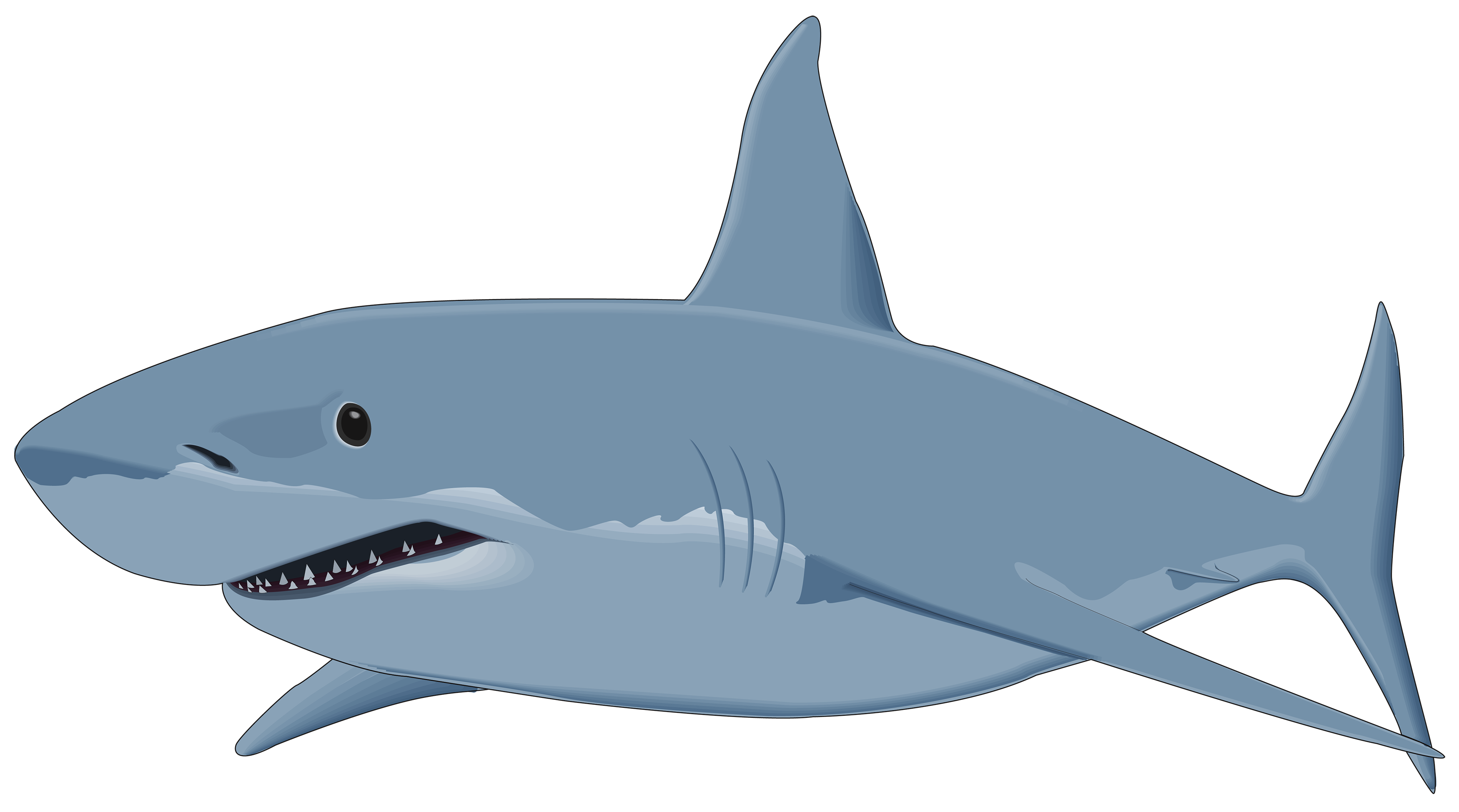 Shark Clipart Shark Clip Art Images HDClipartAll