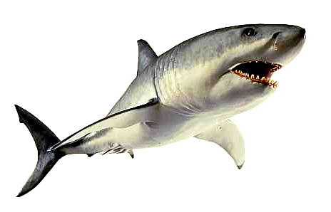 Shark clipart sharks tiger . - Sharks Clipart