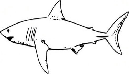 smiling shark clipart. Size: 