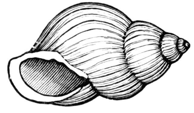shell clipart - Shells Clipart