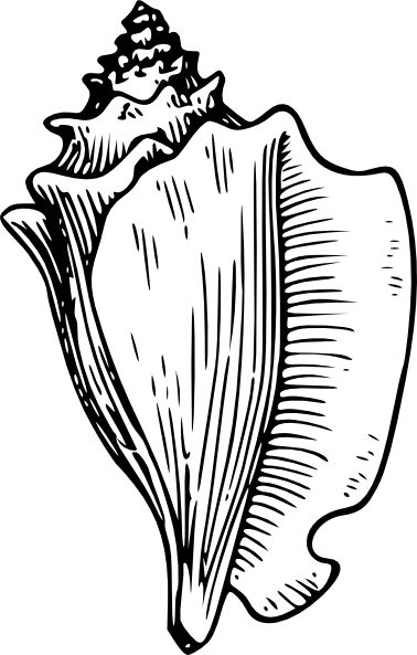 Shell Clip Art Black and White | Conch Large Snail clip art
