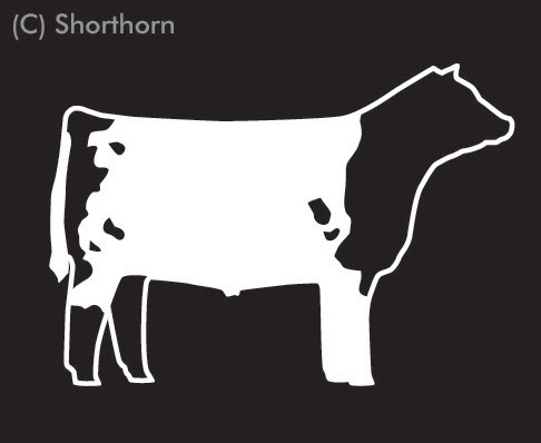 Shorthorn Steer Clipart - Steer Clip Art