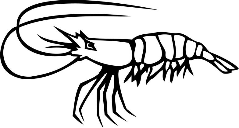 shrimp clip art