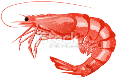 ... Cute shrimp cartoon prese