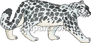 Side View of a Snow Leopard - - Snow Leopard Clipart