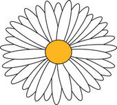 sketch wild flower resembling a daisy u0026middot; daisy isolated